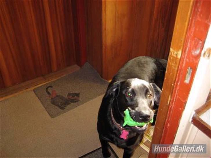 Blanding af racer Mille lab blanding billede 4