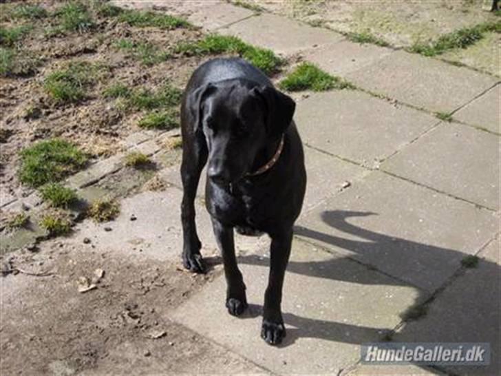 Blanding af racer Mille lab blanding billede 5