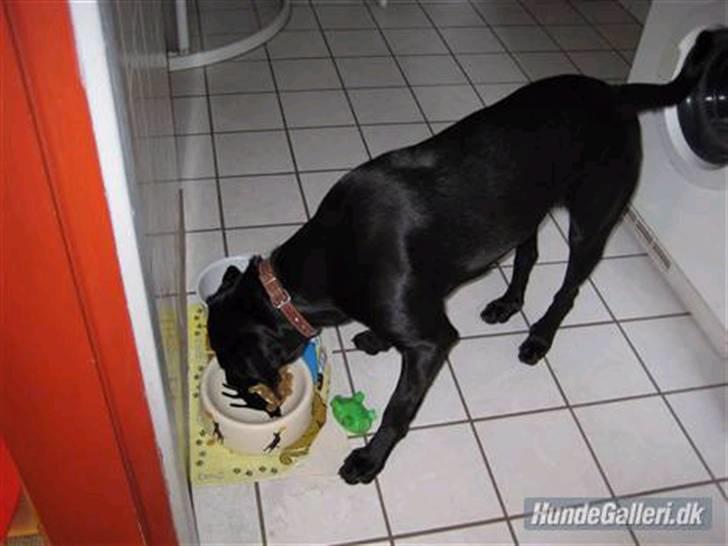 Blanding af racer Mille lab blanding billede 6