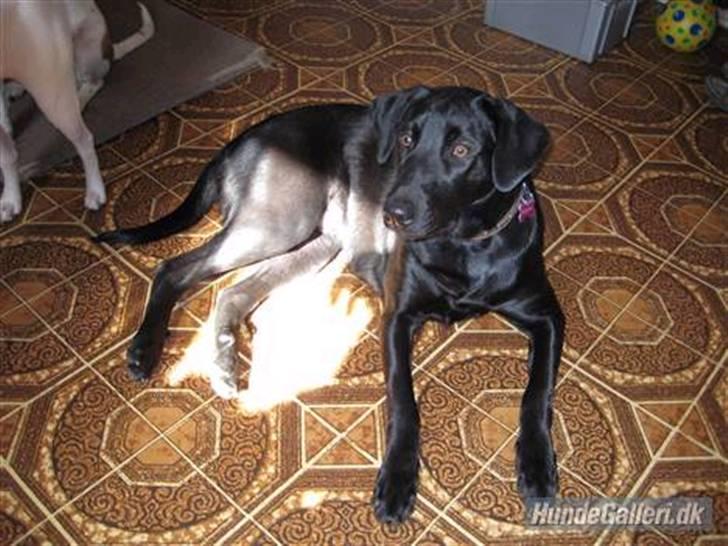 Blanding af racer Mille lab blanding billede 8