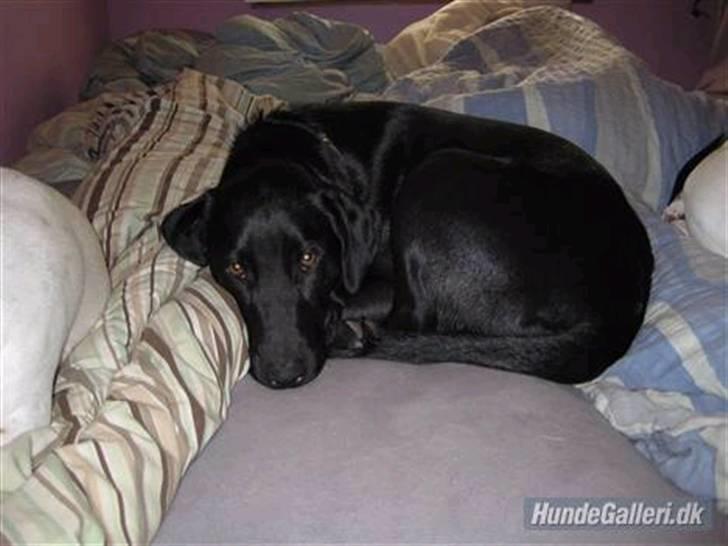 Blanding af racer Mille lab blanding billede 10