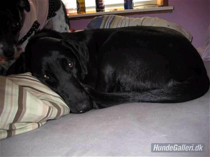 Blanding af racer Mille lab blanding billede 11