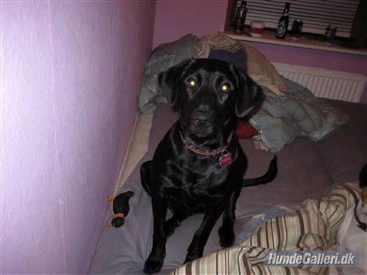 Blanding af racer Mille lab blanding billede 12