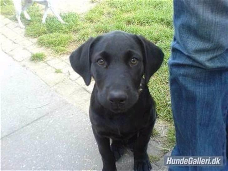 Blanding af racer Mille lab blanding billede 15