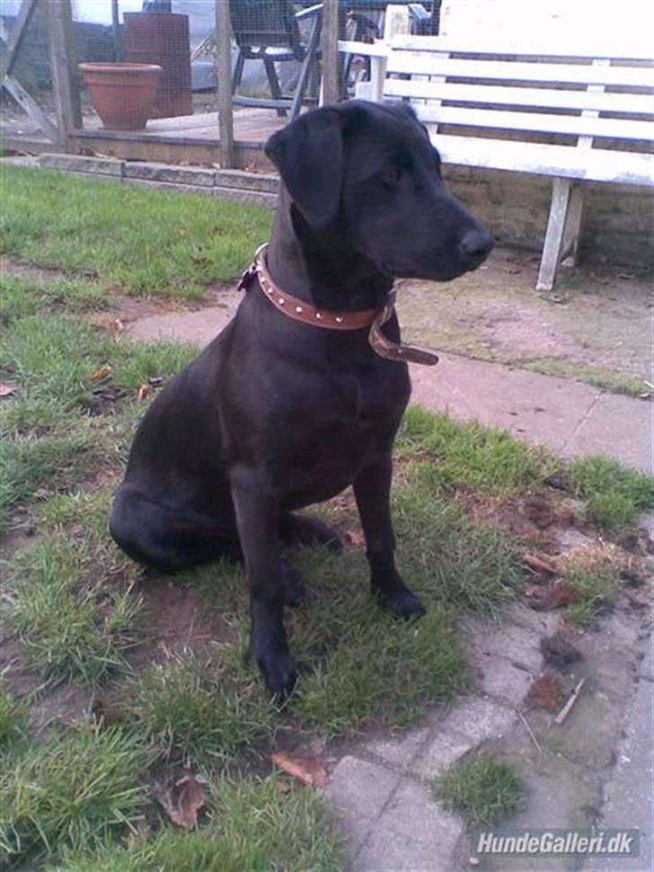 Blanding af racer Mille lab blanding billede 17