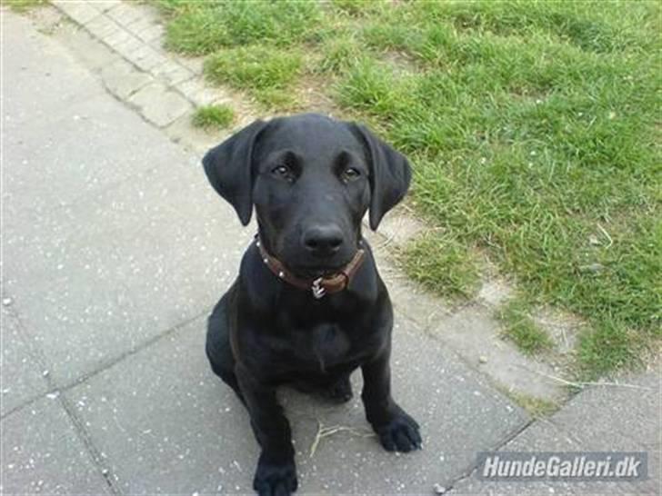 Blanding af racer Mille lab blanding billede 18