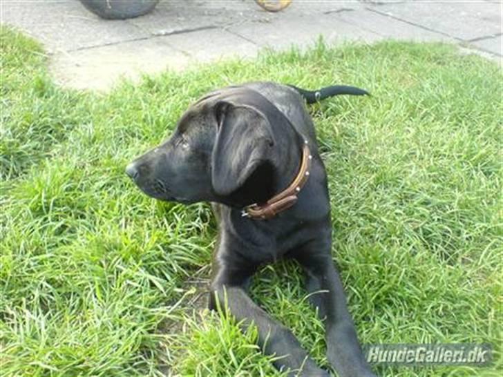 Blanding af racer Mille lab blanding billede 19