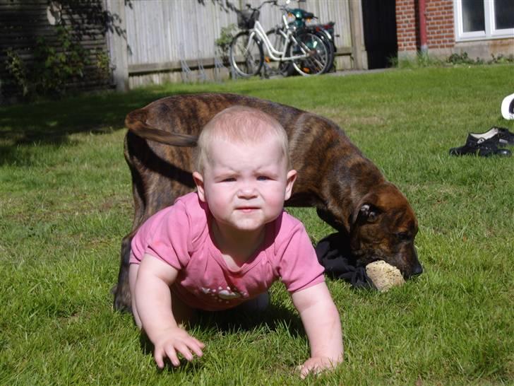 Blanding af racer Tiger - Lykke og tiger i haven. Tigers bedste ven. billede 1