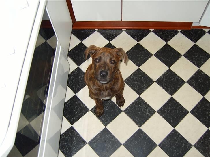 Blanding af racer Tiger - Mor skal jeg snart ha mad? billede 2