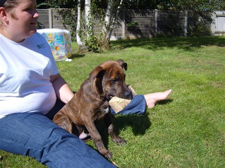 Blanding af racer Tiger - Moster og Tiger i haven. billede 3