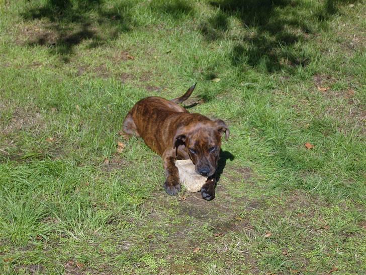 Blanding af racer Tiger - Ha ha jeg fik den. billede 4