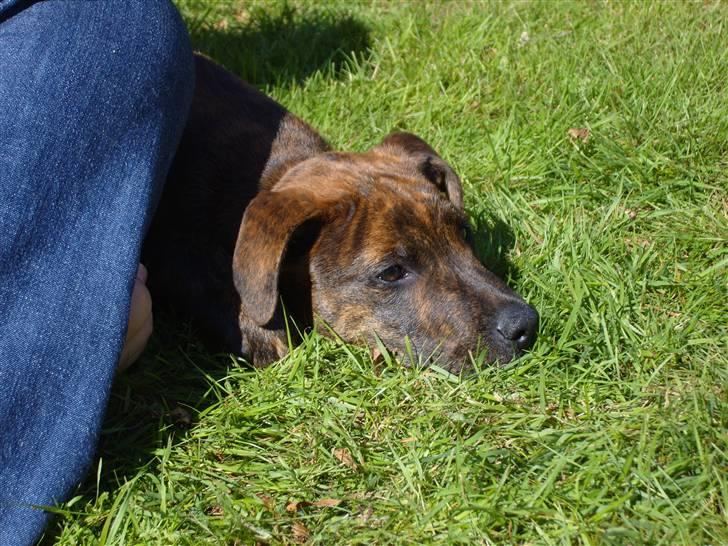 Blanding af racer Tiger - Indimellem skal man jo slappe af. billede 5