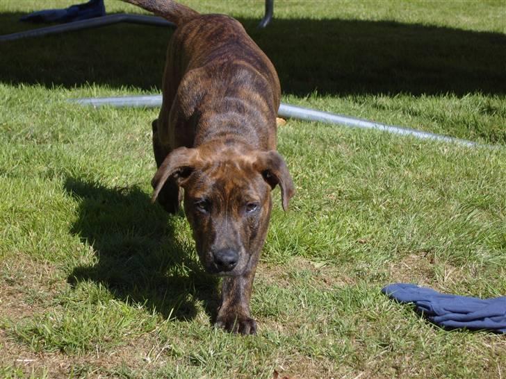 Blanding af racer Tiger - Snigende som en ninja billede 6