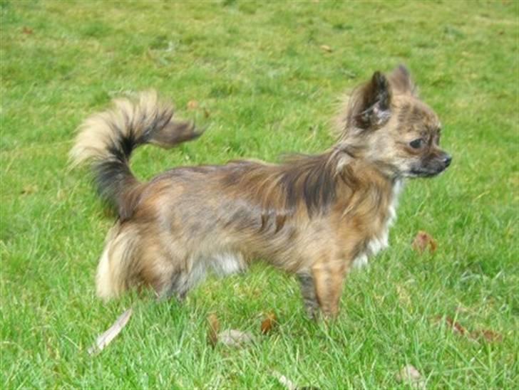 Chihuahua Alfie - Den smukke smukke Alfie billede 16