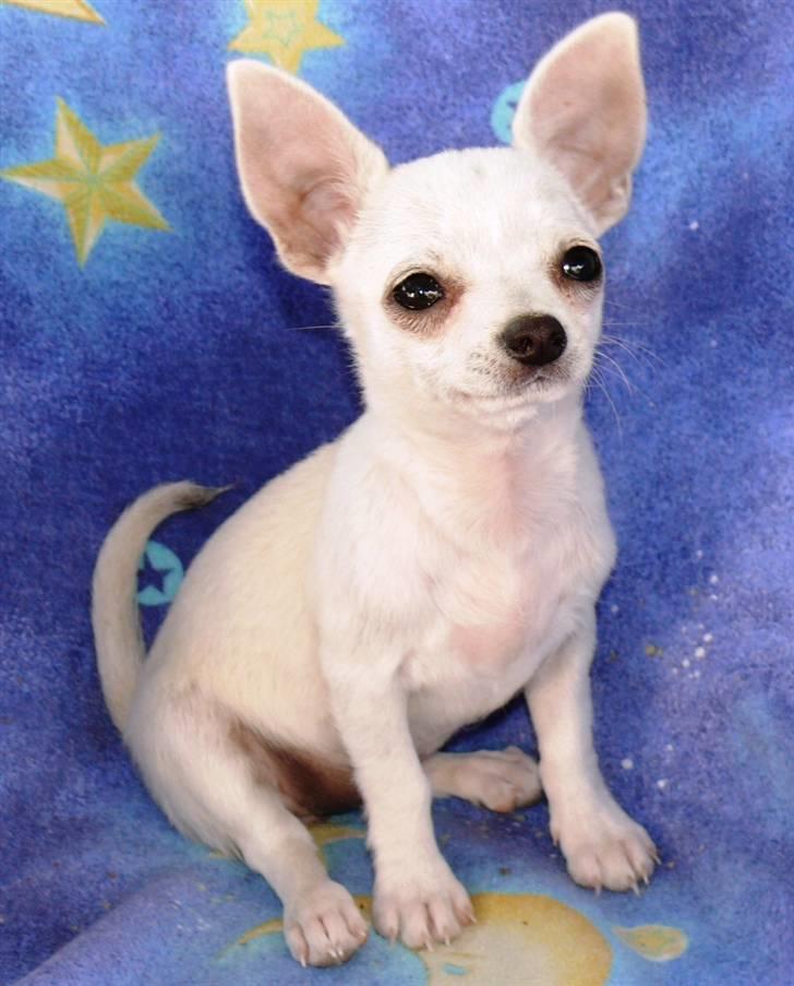 Chihuahua Dolly - Mors stolthed. billede 13