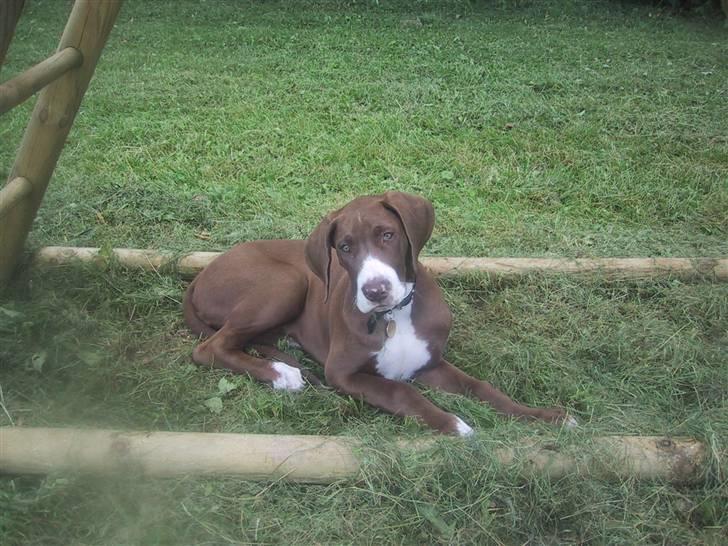 Grand danois Bailey - *døde 15dec* - nåååååå billede 1