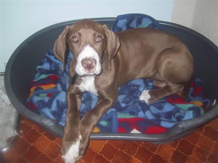 Grand danois Bailey - *døde 15dec* - iiih mor kurven er altså snart for lille billede 2