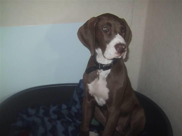 Grand danois Bailey - *døde 15dec* billede 3