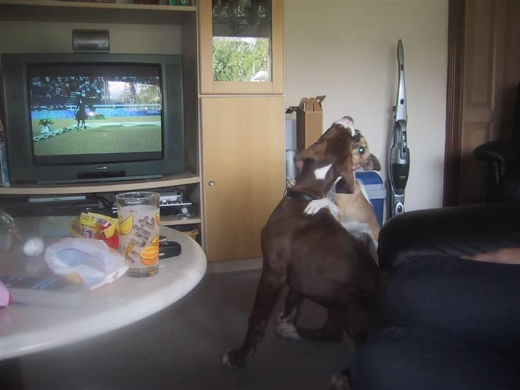 Grand danois Bailey - *døde 15dec* - vild leg med molly - molly har et meget stort ego hihi men absolut ikke hissig sselv om hun er lille billede 4