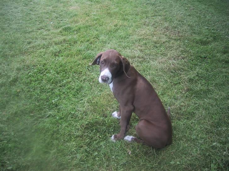 Grand danois Bailey - *døde 15dec* - mig!! det var i hvertfald ikke mig... :D billede 5