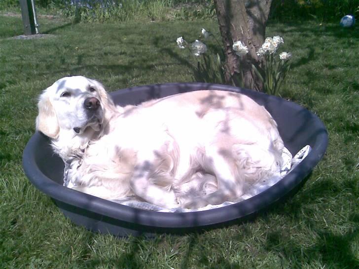 Golden retriever Mille - Ja vi havde ligget kurven ud i haven. Og det undrede mig ik at hunden lagde sig ud i kurven og nød solen. billede 18