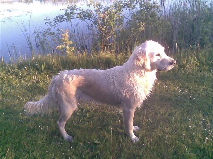 Golden retriever Mille billede 19