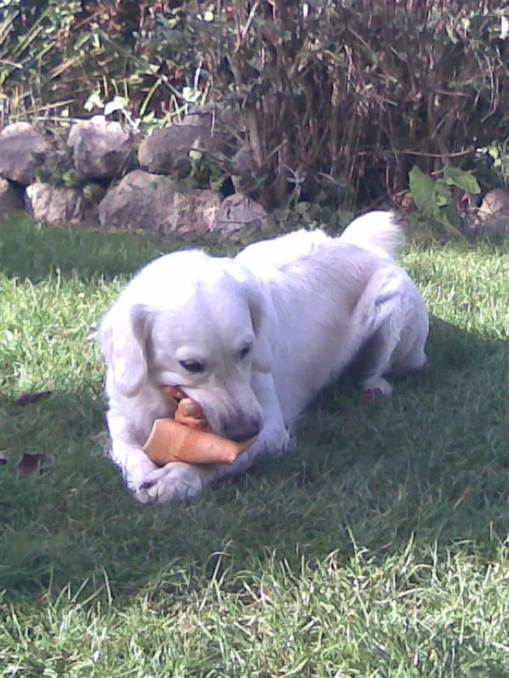 Golden retriever Mille - Elsker dig musse Farvel og smid gerne en bedømmelse og kommentar så er i søde <3 billede 20