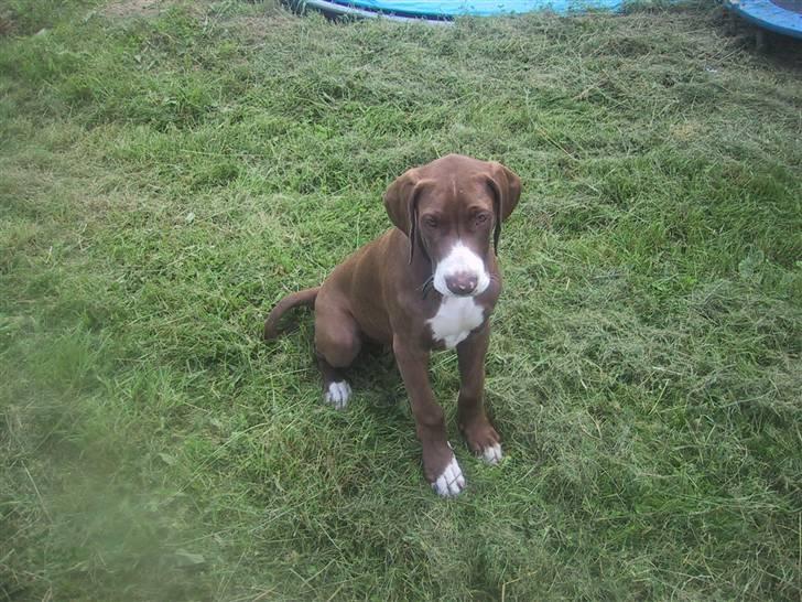 Grand danois Bailey - *døde 15dec* billede 6