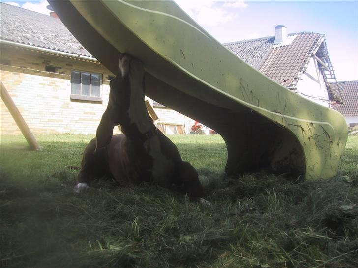 Grand danois Bailey - *døde 15dec* - mmmmh kan den mon spises :D billede 7