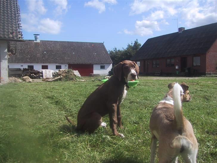 Grand danois Bailey - *døde 15dec* billede 8