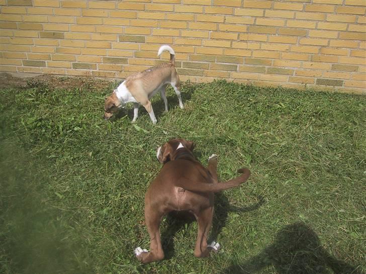 Grand danois Bailey - *døde 15dec* - jaa kom så!! kom så!! kooooom nuuuuu billede 9