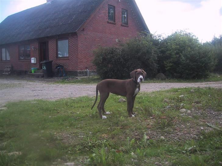 Grand danois Bailey - *døde 15dec* - står rigtig og troner over ejendommen hihi billede 10