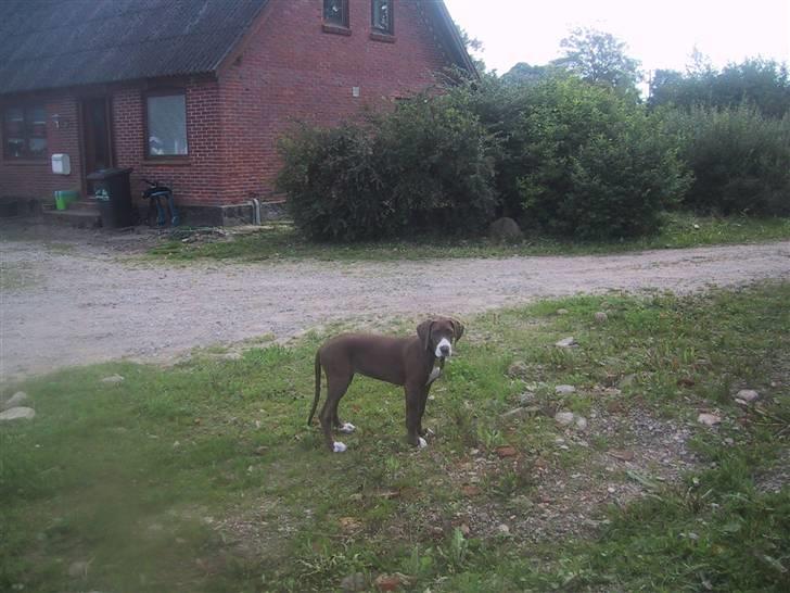 Grand danois Bailey - *døde 15dec* billede 11