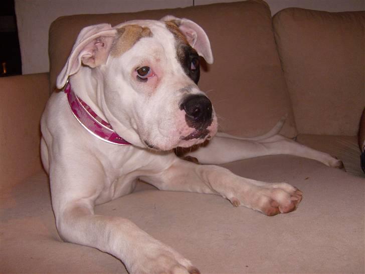 Amerikansk bulldog yenka - hvis jeg ser bedrøvet ud, kan det være jeg får en godbid billede 5