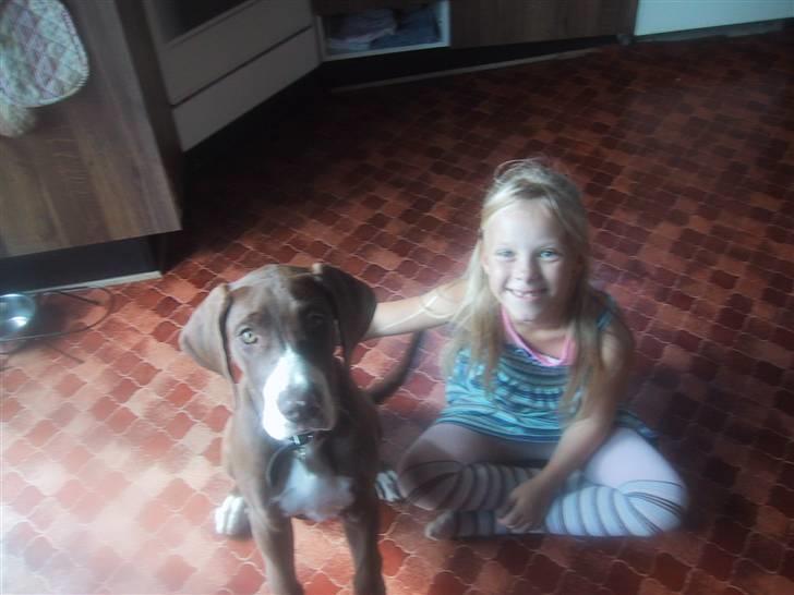 Grand danois Bailey - *døde 15dec* - jennifer og bailey (vores datter) billede 12