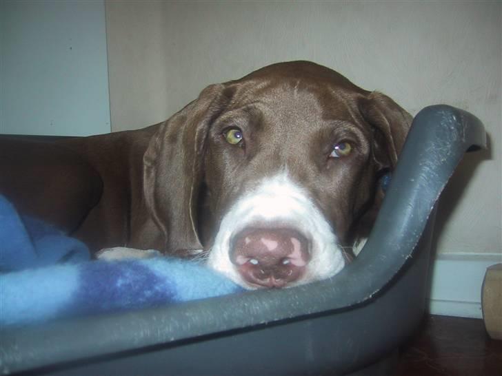 Grand danois Bailey - *døde 15dec* - gider ikke mere mor :( jeg er træt :D billede 13