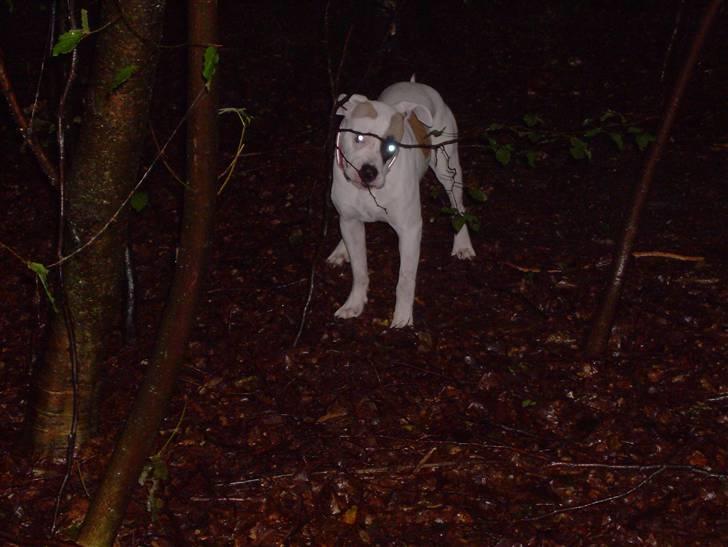 Amerikansk bulldog yenka - der er mange lyde i skoven når det er mørkt billede 6