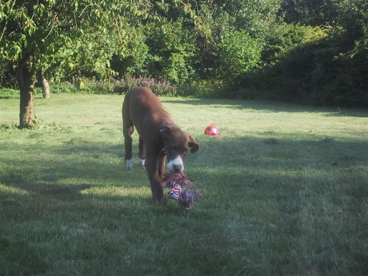 Grand danois Bailey - *døde 15dec* billede 14