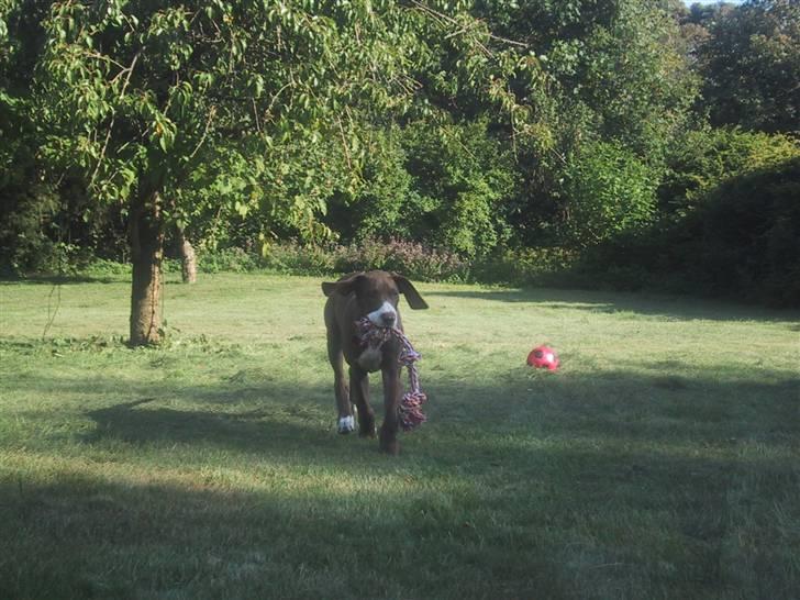 Grand danois Bailey - *døde 15dec* billede 15