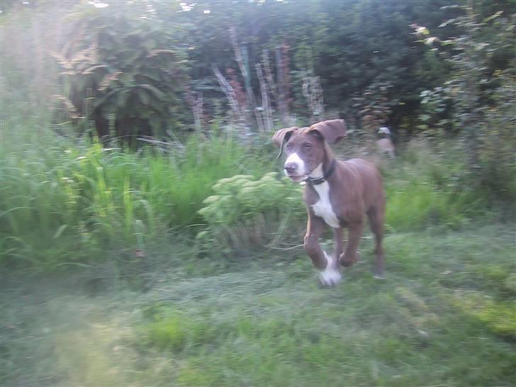 Grand danois Bailey - *døde 15dec* - uh hej hvor det går  billede 16