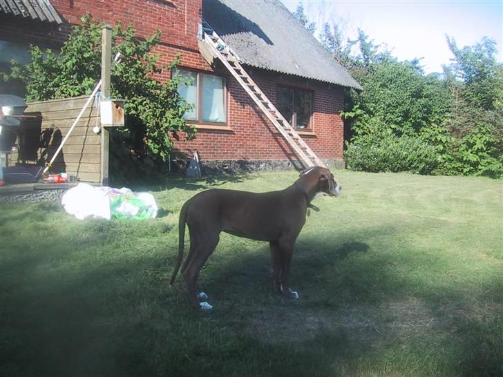 Grand danois Bailey - *døde 15dec* billede 17