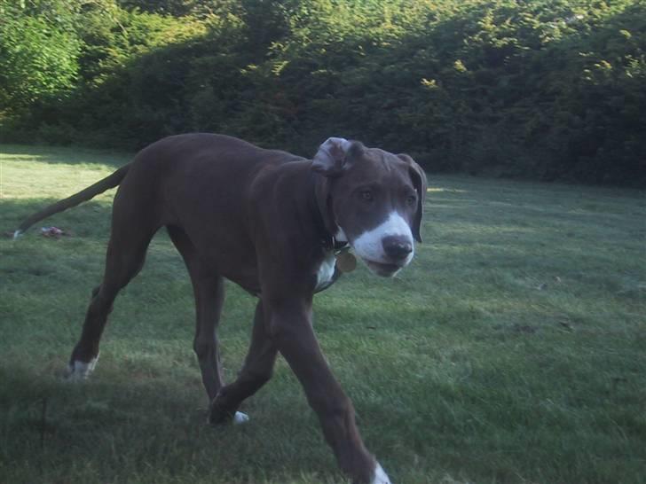 Grand danois Bailey - *døde 15dec* - så lige en fri trav - hehe- billede 19