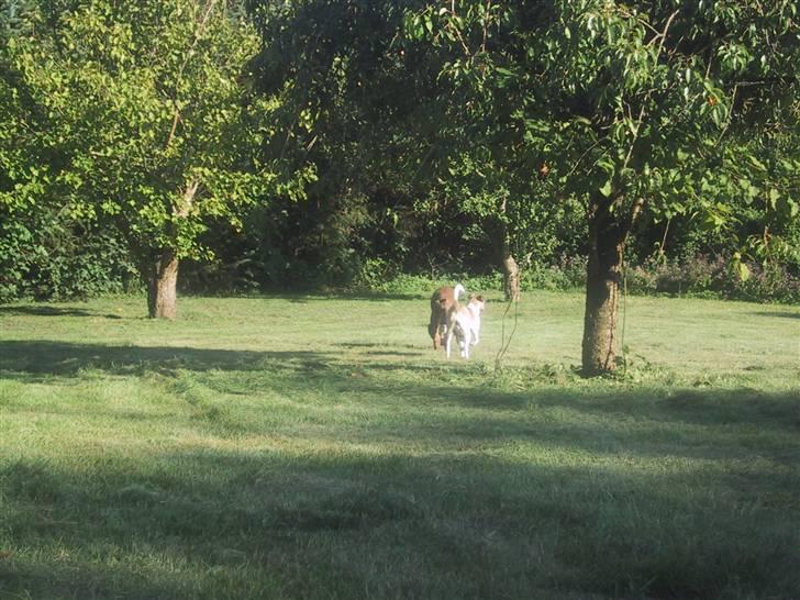 Grand danois Bailey - *døde 15dec* - det er så yndigt at følges af... tralla talla  .... :D billede 20