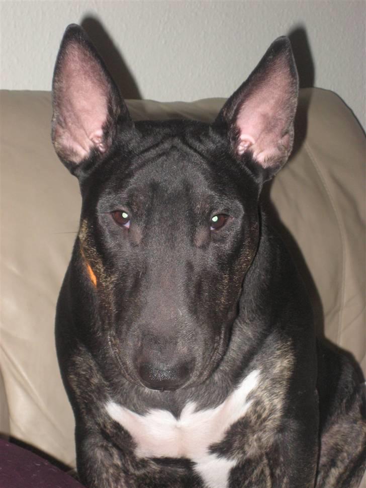 Bullterrier Kalle billede 1