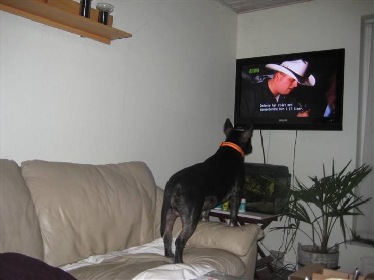 Bullterrier Kalle - Ja, hunde ser også Animal planet billede 2