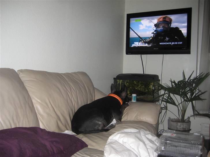 Bullterrier Kalle - Elsker altså bare det program... billede 3