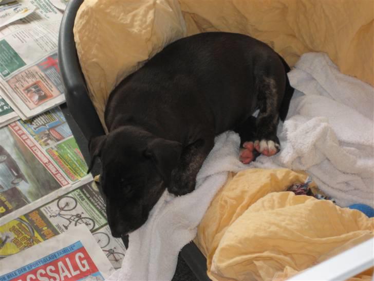 Bullterrier Kalle billede 4