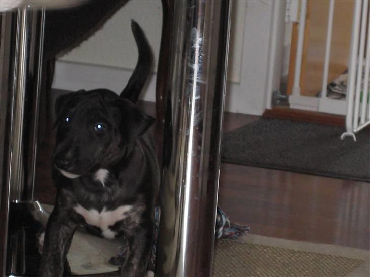 Bullterrier Kalle billede 5