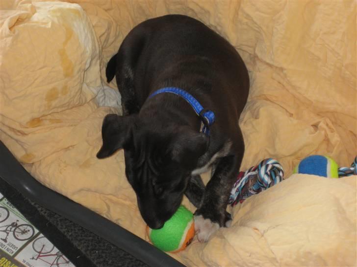 Bullterrier Kalle billede 6