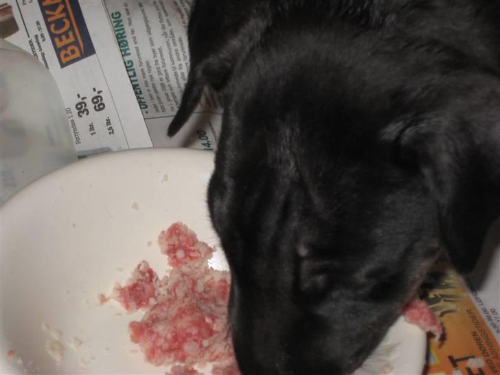 Bullterrier Kalle billede 7